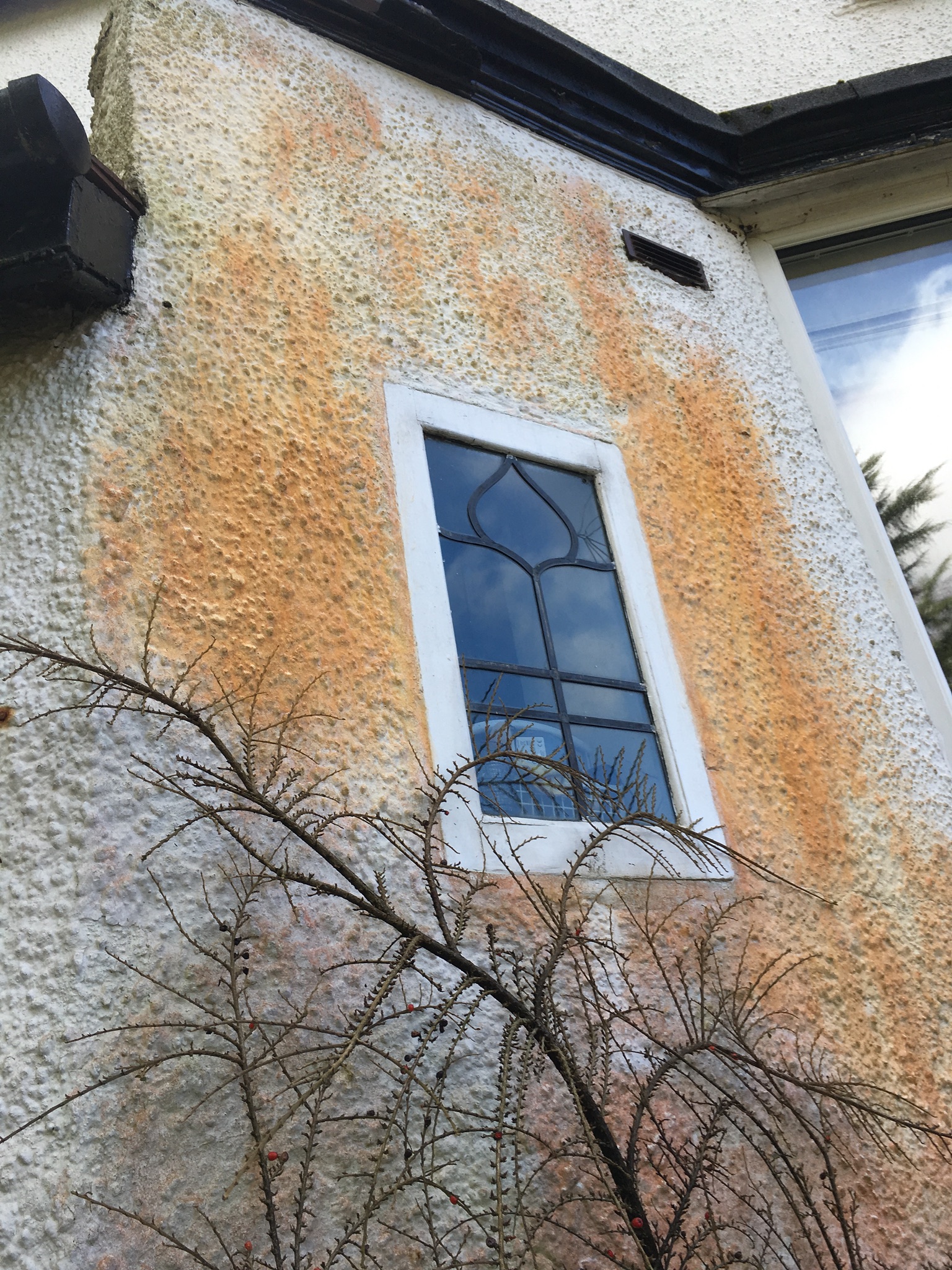 Orange algae staining across roughcast exterior render before cleaning in Ilkley.